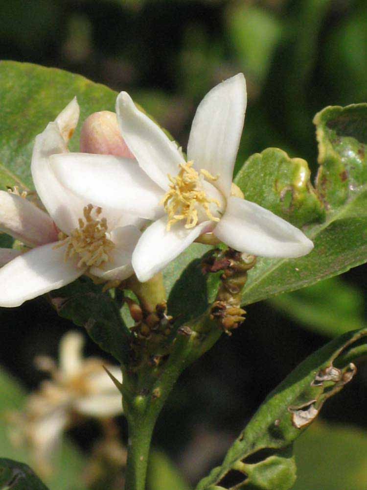              Flower (Riverside, CA)       